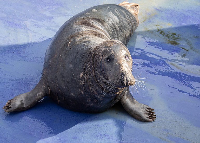Grey Seals