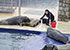 Grey Seals