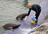 Grey Seals