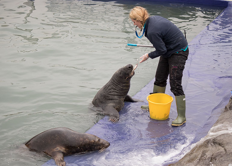 Resident Grey Seals