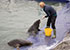 Grey Seals