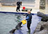 Grey Seals