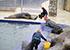 Grey Seals