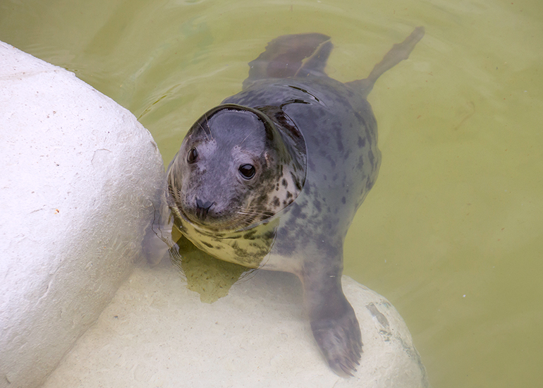 Grizzly Bear - photo taken on 28th December 2016