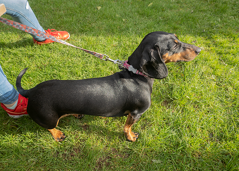 Dogs are always welcome at the Seal Sanctuary