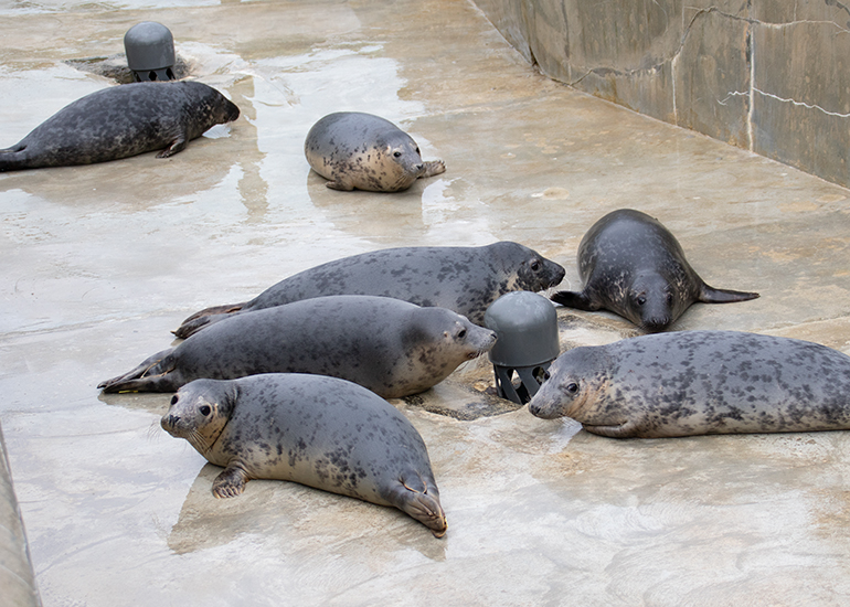 Rescued Seal Pups in the Rehab Pool