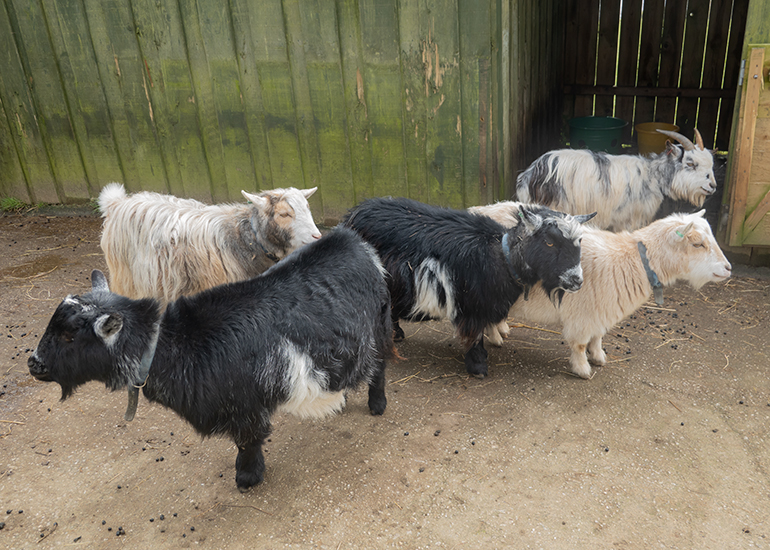 Dennis, Marvin, Bertie, Ernie and Stevie 
