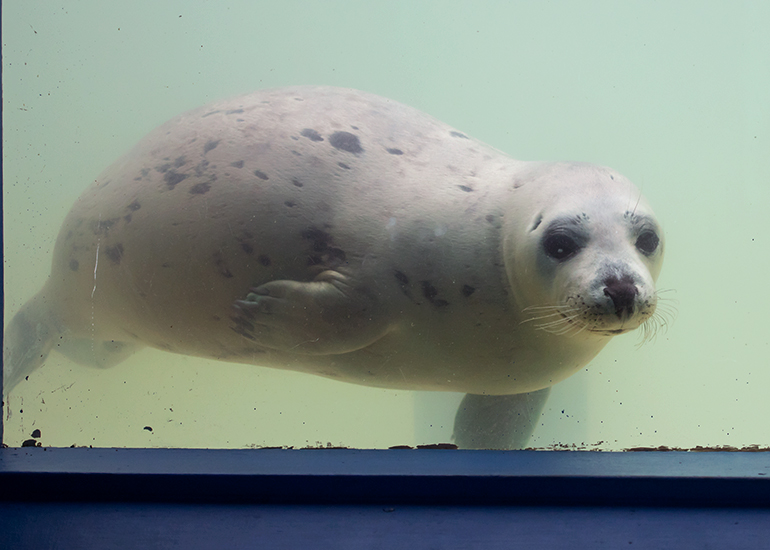 Bananarama, rescued seal pup