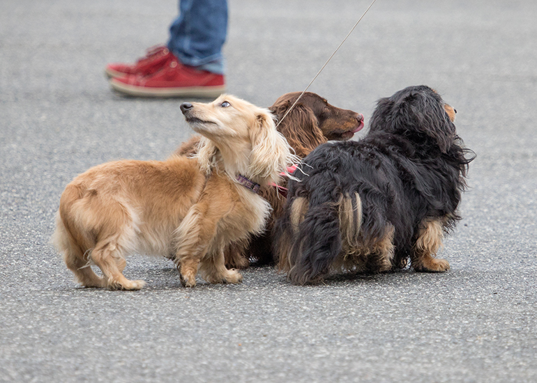 Very beautiful  minature long haired dachshund visitors