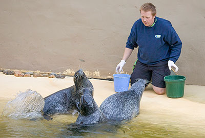 Mikolaj feeding the Resident Common Seals