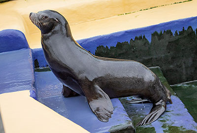 Cornish Seal Sanctuary