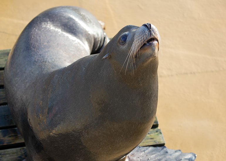 Cornish Seal Sanctuary