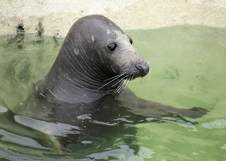Cornish Seal Sanctuary