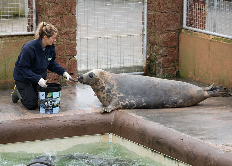 Cornish Seal Sanctuary
