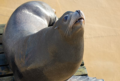 Cornish Seal Sanctuary