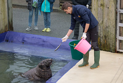 Cornish Seal Sanctuary