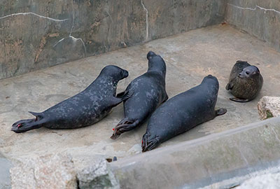 Pretty Woman, Common Seal Pup, was ganged up on by 3 Grey Seal Pups who pinched her fish