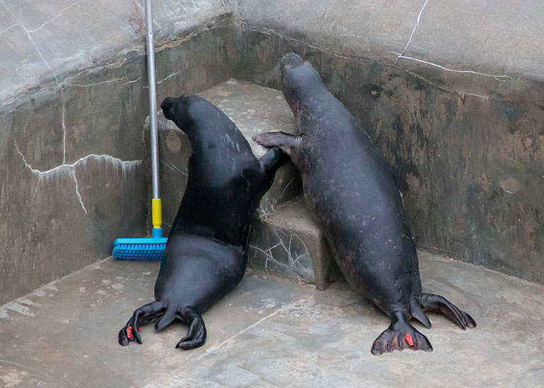 Cornish Seal Sanctuary