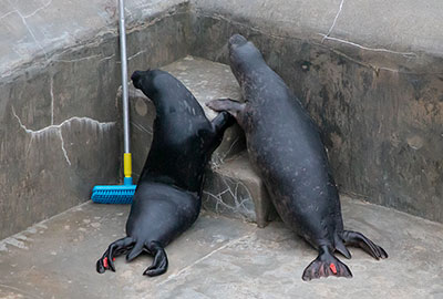 Holding Flippers