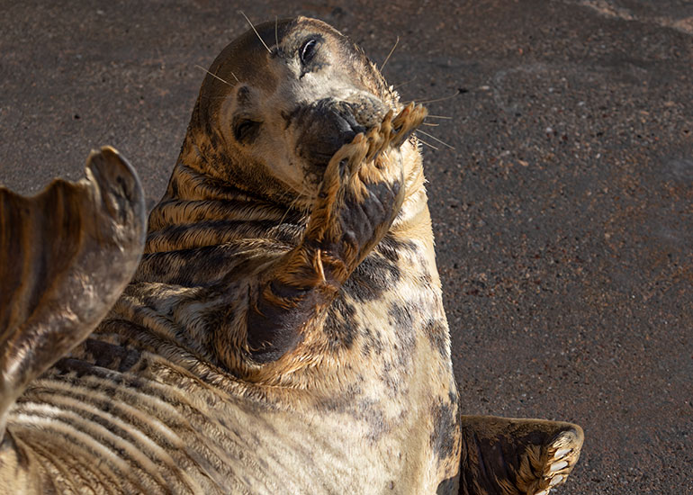 Cornish Seal Sanctuary