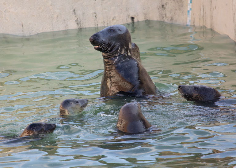Cornish Seal Sanctuary