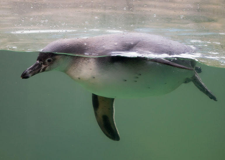Cornish Seal Sanctuary
