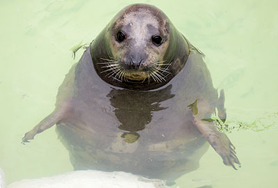 Cornish Seal Sanctuary
