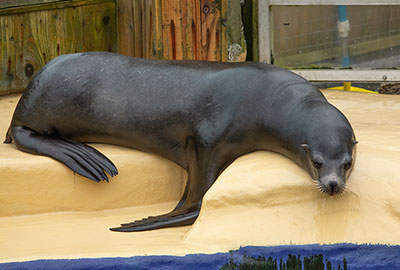 Cornish Seal Sanctuary