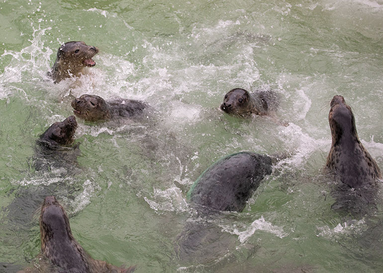 Cornish Seal Sanctuary