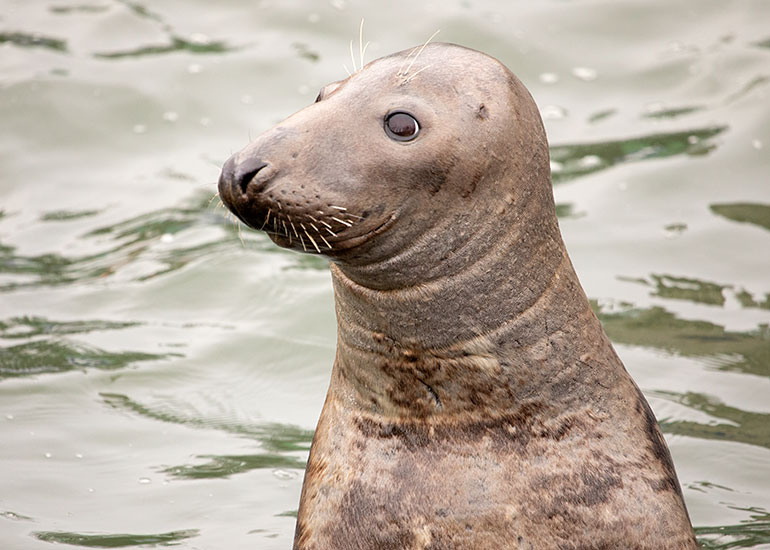Cornish Seal Sanctuary