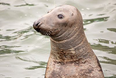 Cornish Seal Sanctuary