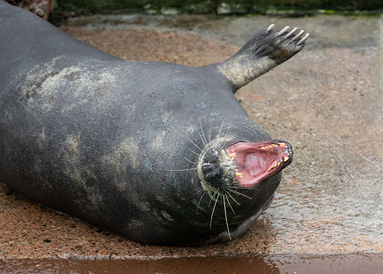 Cornish Seal Sanctuary