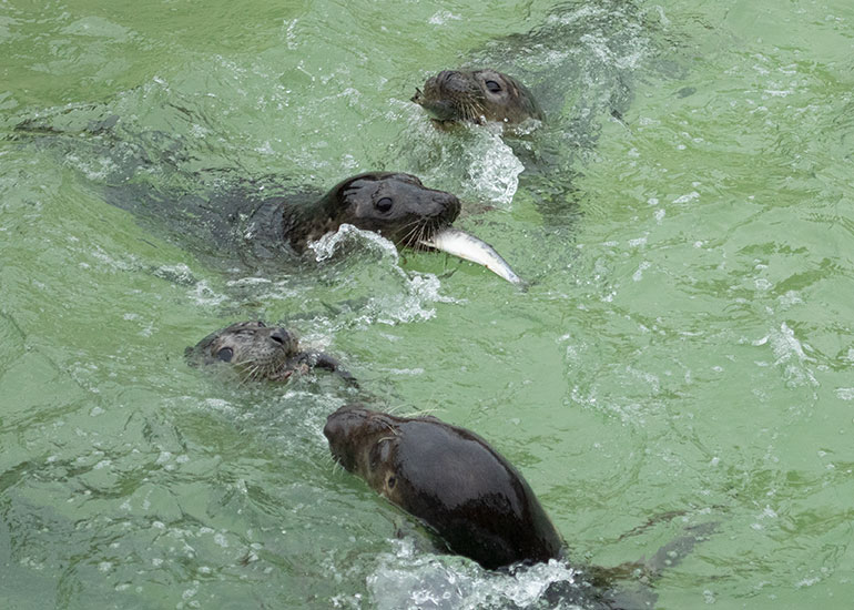 Cornish Seal Sanctuary