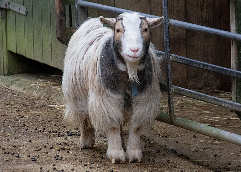 Bertie