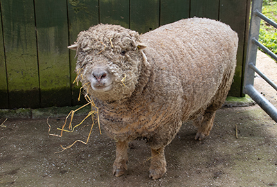 Paddock - Miniature South Downs Sheep