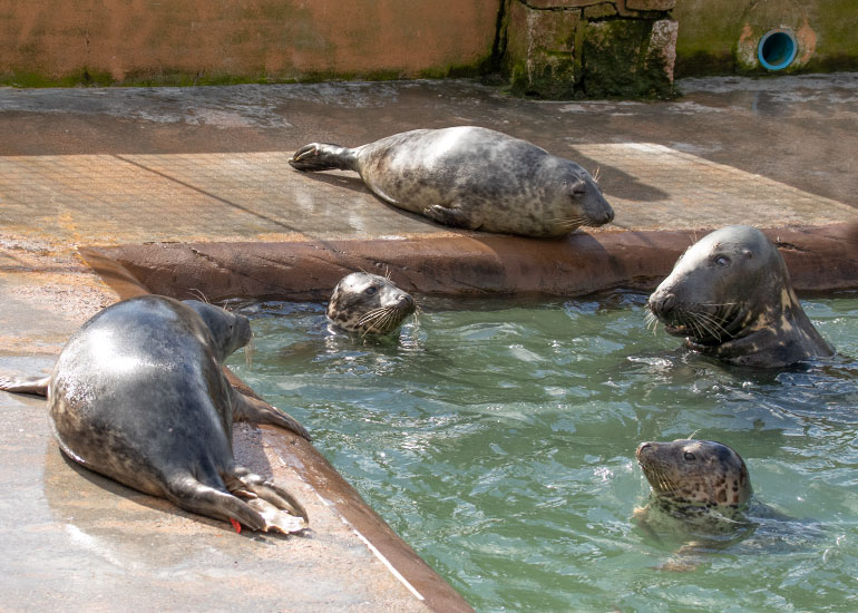 Ray having a chat with the rescued seal pups!