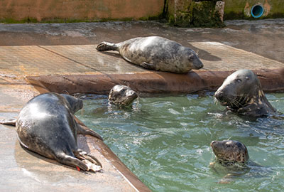Ray having a chat with the rescued seal pups