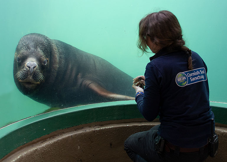One of the Patagonian Sea Lions with Tamara