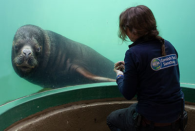 One of the Patagonian Sea Lions with Tamara