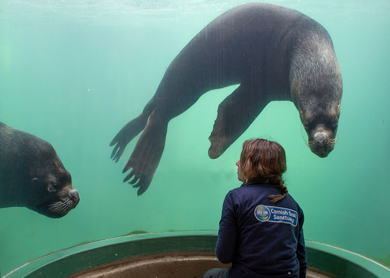 Diego and Noito, Patagonian Sea Lions with Tamara