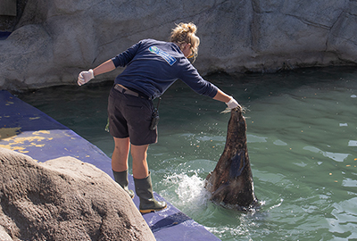 Cornish Seal Sanctuary