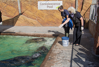 Feeding in the convalescent pool