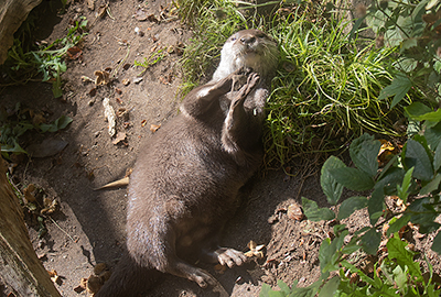 Aprico cleaning herself with a pebble - stone after breakfast