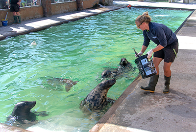 Feeding time in the convalescent pool
