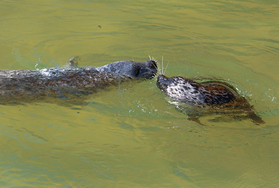 Cornish Seal Sanctuary