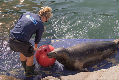 Cornish Seal Sanctuary