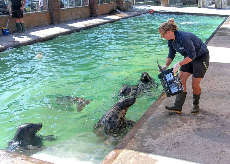 Feeding time in the convalescent pool