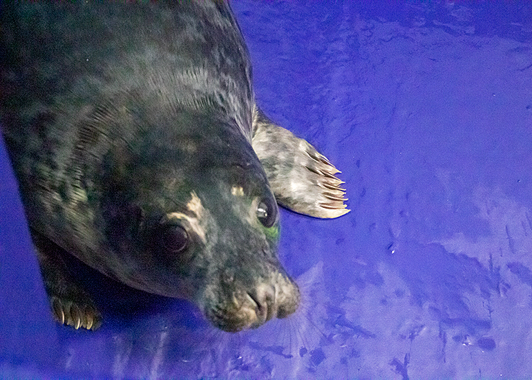 Rescued seal pup Frodo in the hospital on 20th September 2019