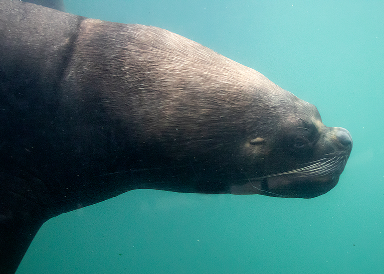 Cornish Seal Sanctuary