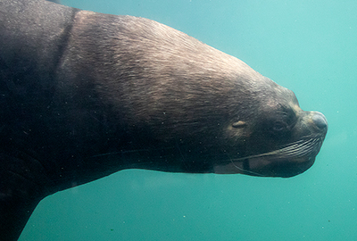 Cornish Seal Sanctuary